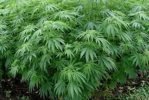 【医療】大麻(マリファナ)の効果がガチで凄い件ｗｗｗこれは禁止にしたくなるわなｗｗｗ【画像あり】 : NEWSまとめもりー｜2chまとめブログ