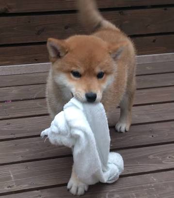 犬を飼う前に知って欲しいこと