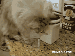 明るい気分になれるGIF画像を貼っていくトピ