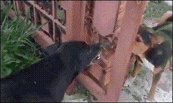 明るい気分になれるGIF画像を貼っていくトピ