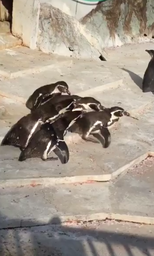 不倫が発覚したペンギン（♂）が妻や仲間のペンギンからフルボッコwwwwwwwwwwwwwwwwwww : 生物ちゃんねる