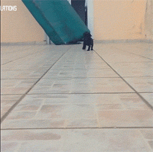 明るい気分になれるGIF画像を貼っていくトピ