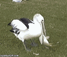 明るい気分になれるGIF画像を貼っていくトピ