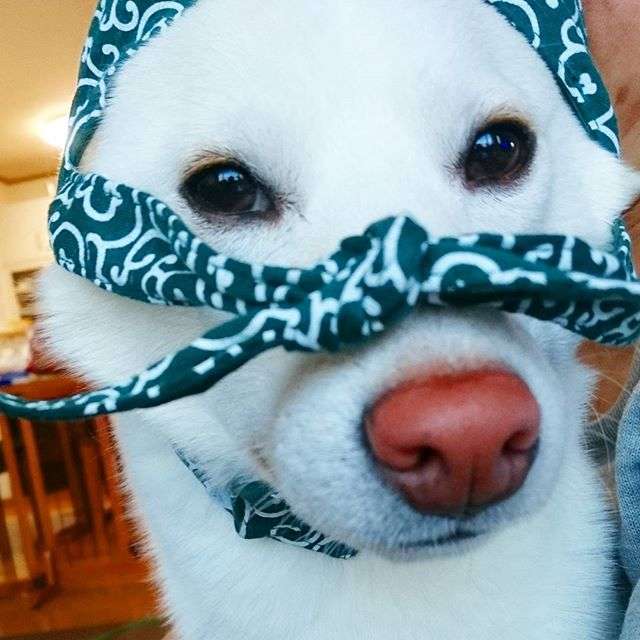動物画像で時代劇を作るトピ