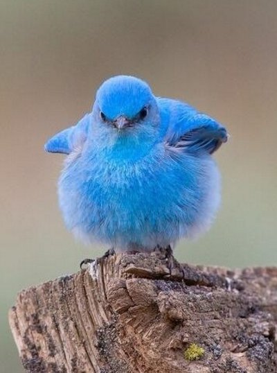 青の画像貼るトピ