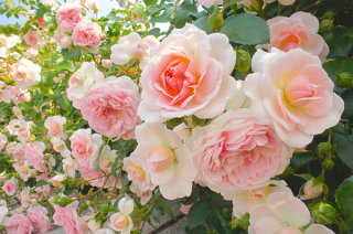 薔薇の花好きな人