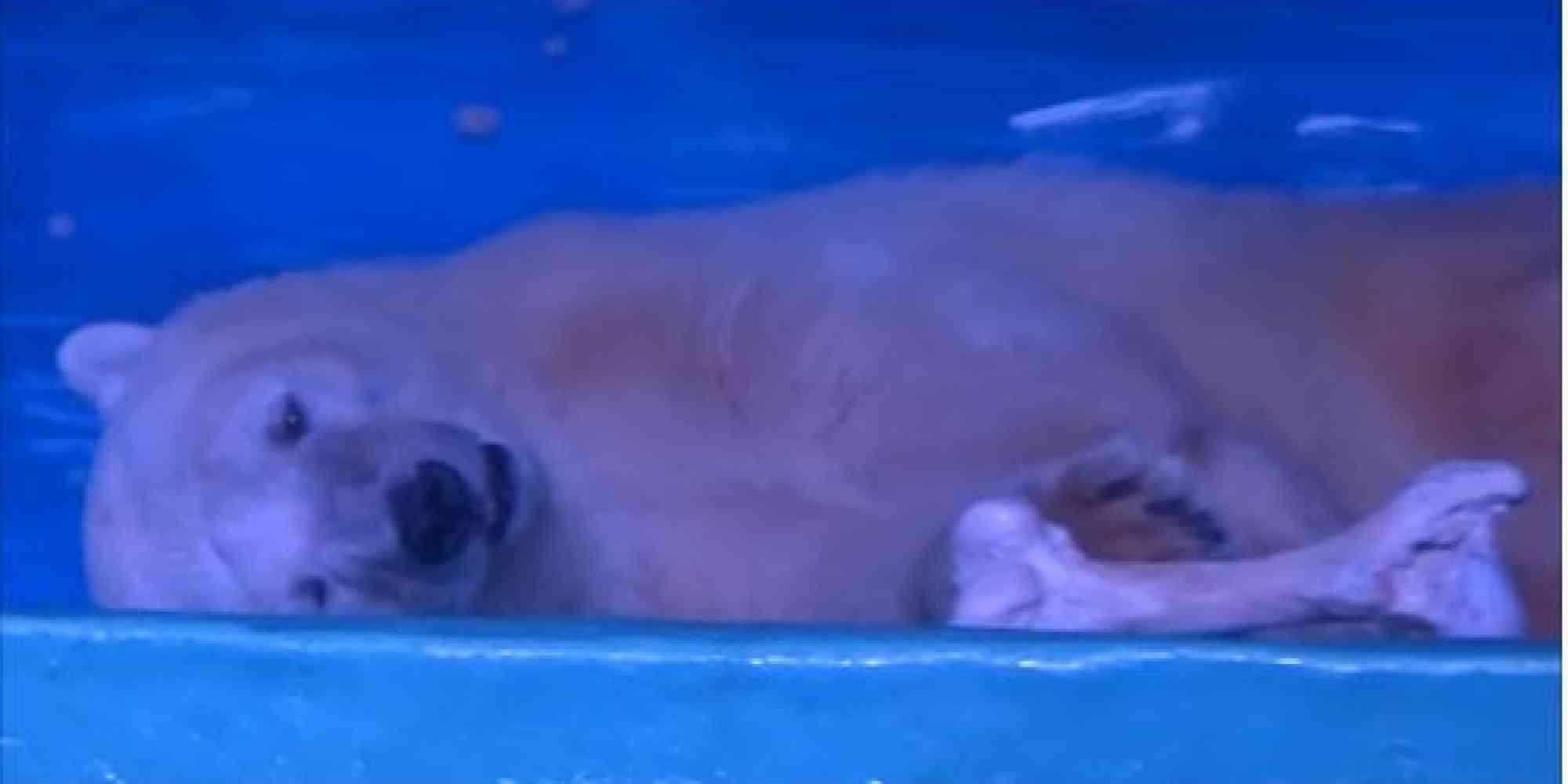 「世界で最も悲惨な動物園」のシロクマ、イギリスの野生動物公園が引き取りに名乗り
