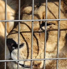 タダライオン 余剰動物がテーマに『所さん！大変ですよ』 - お墨付き！
