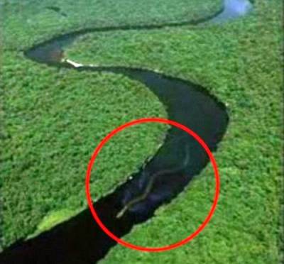巨大生物の画像を貼っていくトピ