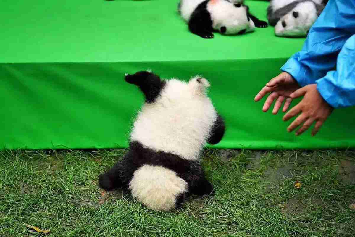 本日の癒しトピです。