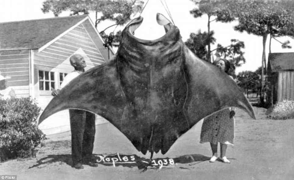 巨大生物の画像を貼っていくトピ