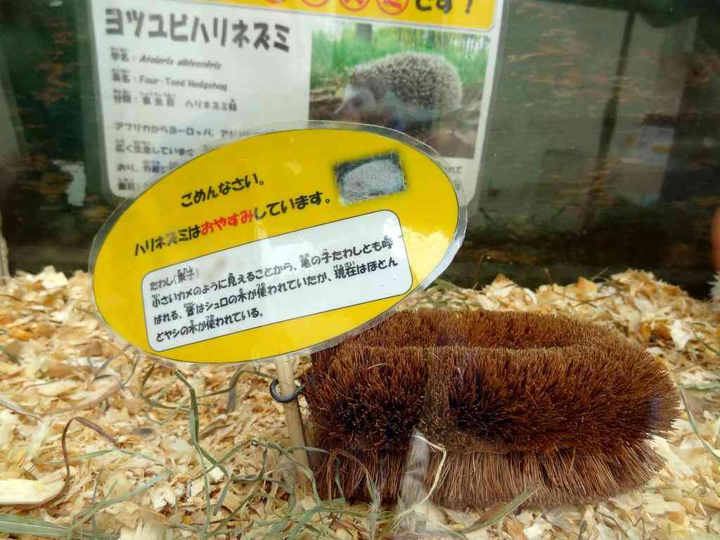 本日の癒しトピです。