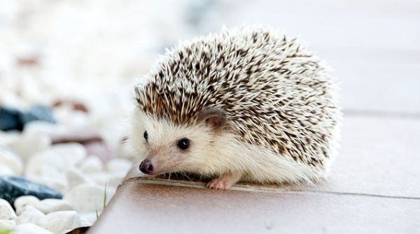 お台場ヴィーナスフォートの動物ふれあい企画がツイッター民からの指摘で中止に : くまニュース