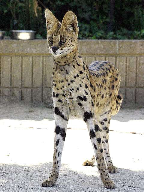 巨大生物の画像を貼っていくトピ