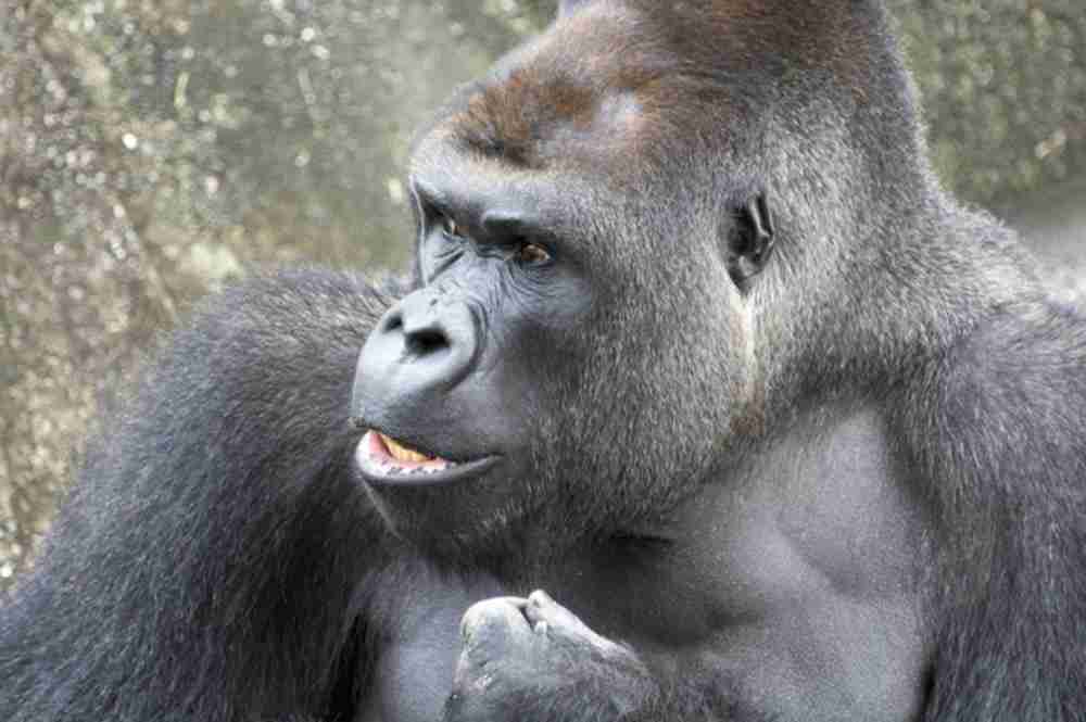 ゴリラの同性愛の実態、人間との共通点は？ | 書籍編集部コラム