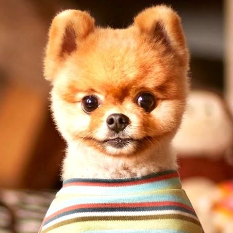 可愛すぎ注意！芸達者なポメラニアン「ジフ君」が可愛すぎｗ - NAVER まとめ