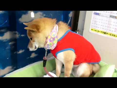 【画像】伏し目がちな画像をお願いします