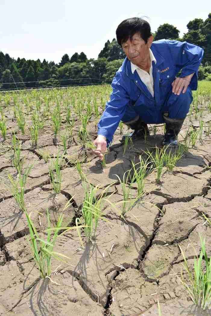 梅雨いずこ？　西日本じわり水不足　田植え後の水田直撃　干上がり害虫が多発 （日本農業新聞） - Yahoo!ニュース