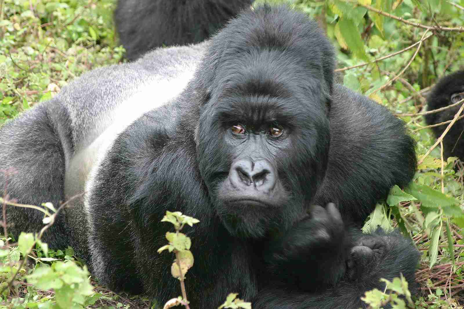 巨大生物の画像を貼っていくトピ