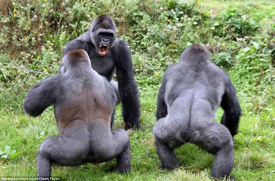 巨大生物の画像を貼っていくトピ