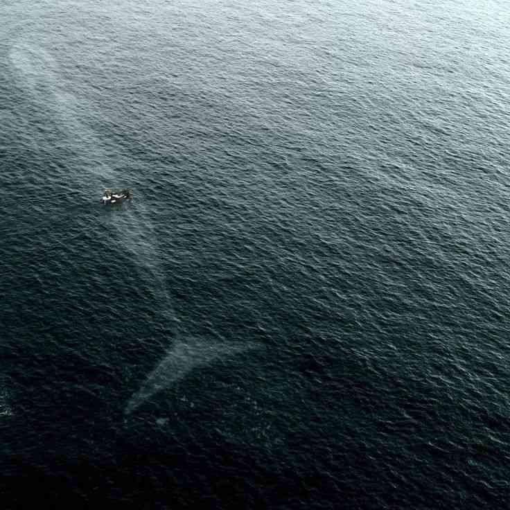 巨大生物の画像を貼っていくトピ