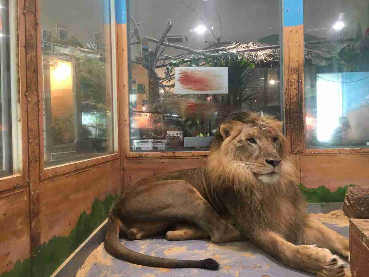 ピエリ守山「めっちゃさわれる動物園」で虐待疑惑　ライオンが流血、運営会社の飼育方法に疑問の声