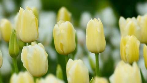 自分の誕生花を貼るトピ