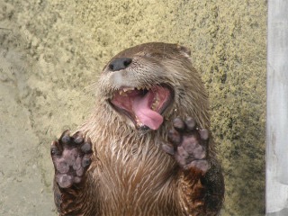 変顔  動物編