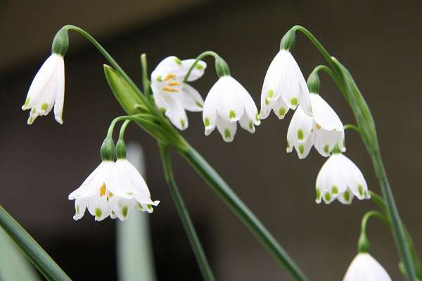 自分の誕生花を貼るトピ