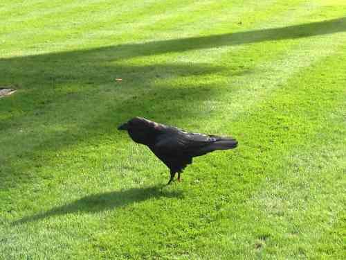 ロンドン塔のカラス : 大好きロンドン