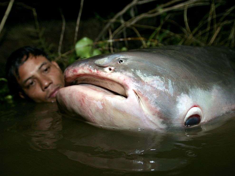 巨大生物の画像を貼っていくトピ
