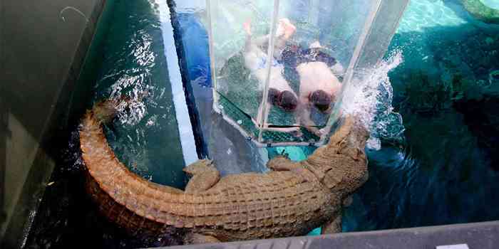 巨大生物の画像を貼っていくトピ