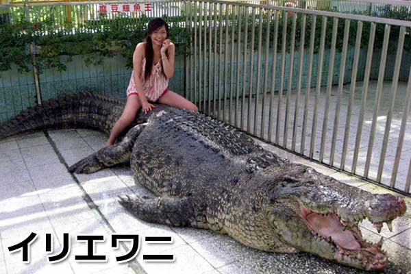 巨大生物の画像を貼っていくトピ