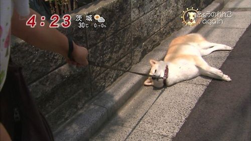 明日から仕事行きたくない人、せめて画像貼ってささやかな抵抗しましょう