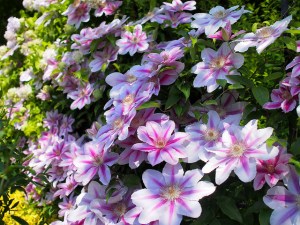 自分の誕生花を貼るトピ