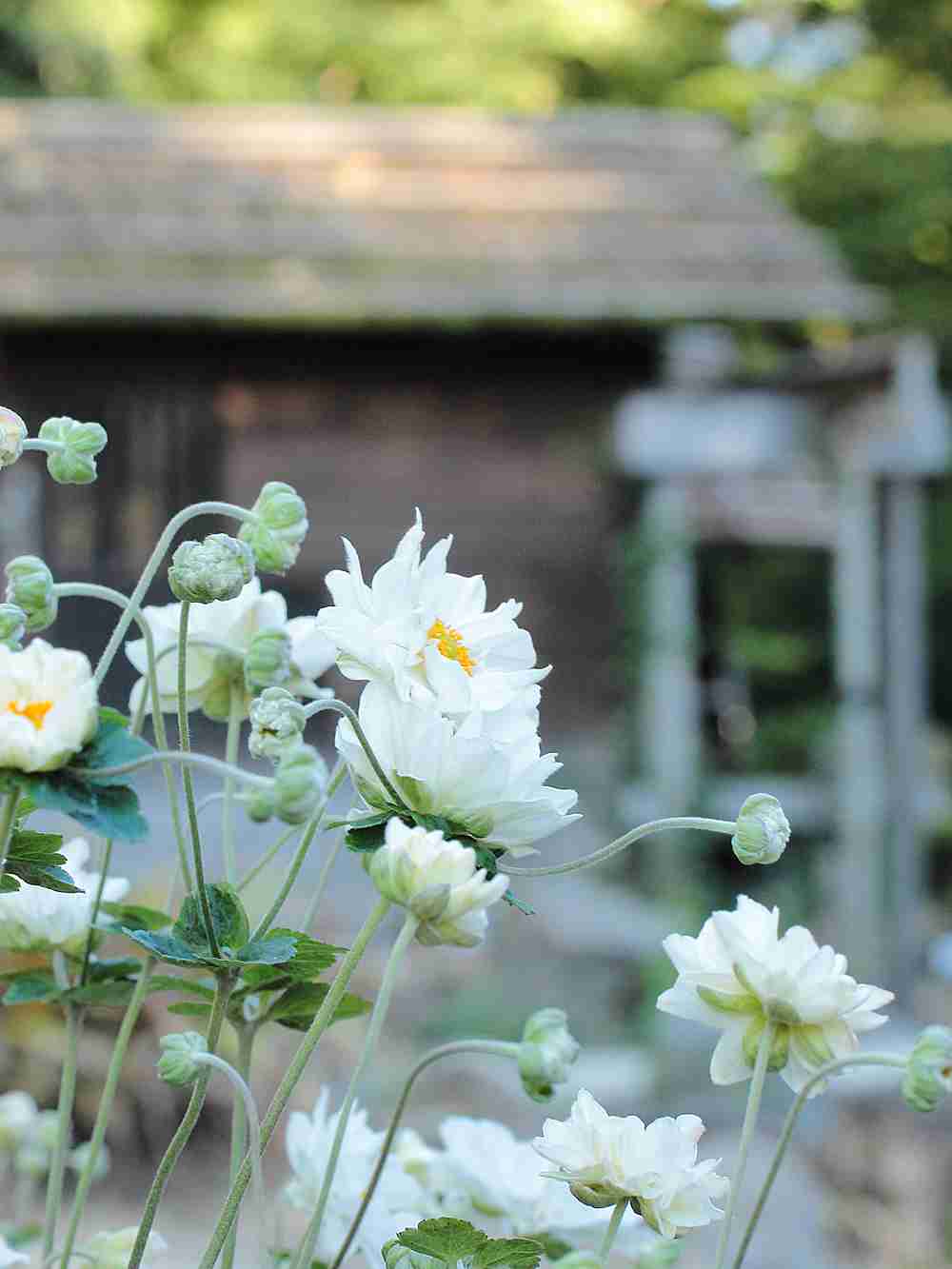 自分の誕生花を貼るトピ