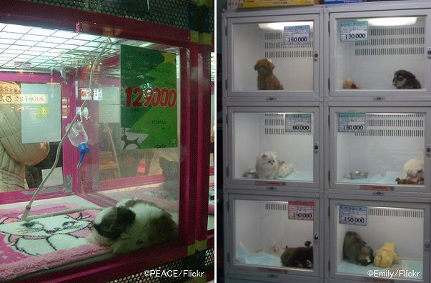 ペットショップで犬を買う前に～衝動買いでパピーミル（悪徳繁殖業者）の共犯にならないための注意点