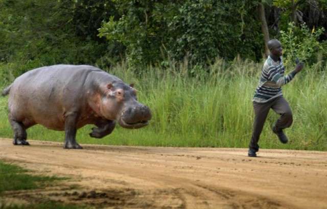 巨大生物の画像を貼っていくトピ
