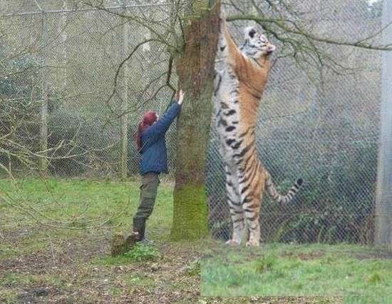 巨大生物の画像を貼っていくトピ