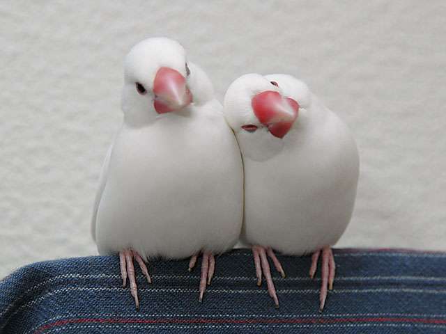 本日の癒しトピです。