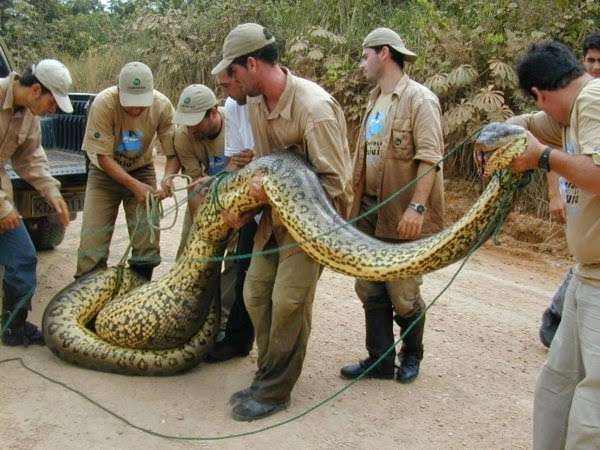 巨大生物の画像を貼っていくトピ