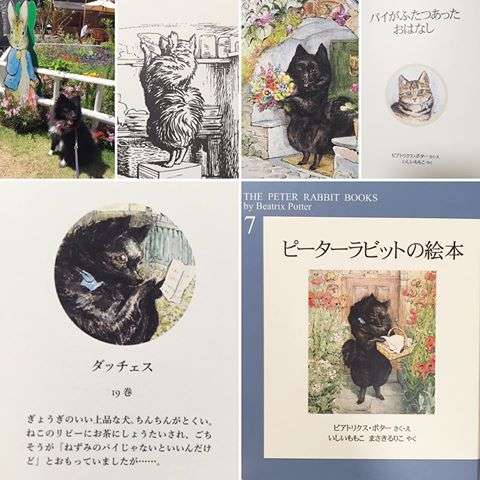 ポメラニアン好きな人