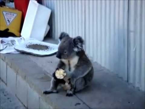 Sad Koala Eats An Apple - YouTube