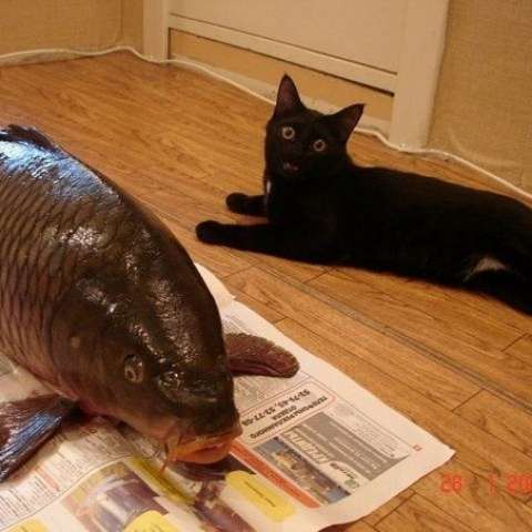 巨大生物の画像を貼っていくトピ