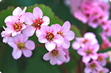 自分の誕生花を貼るトピ