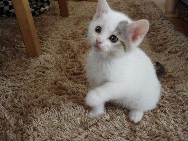 結婚してからどうでもよくなった条件