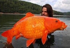 【謎･未確認UMA】超巨大生物動物の画像写真動画まとめ【大きな生き物】不思議 - NAVER まとめ
