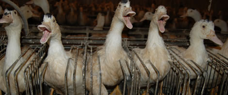 フォアグラの生産方法 | 畜産：動物はあなたのごはんじゃない｜NPO法人アニマルライツセンター