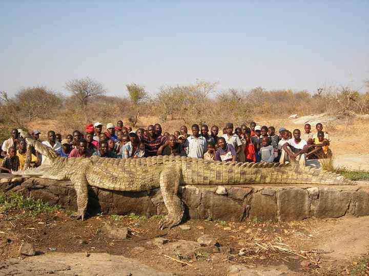 巨大生物の画像を貼っていくトピ