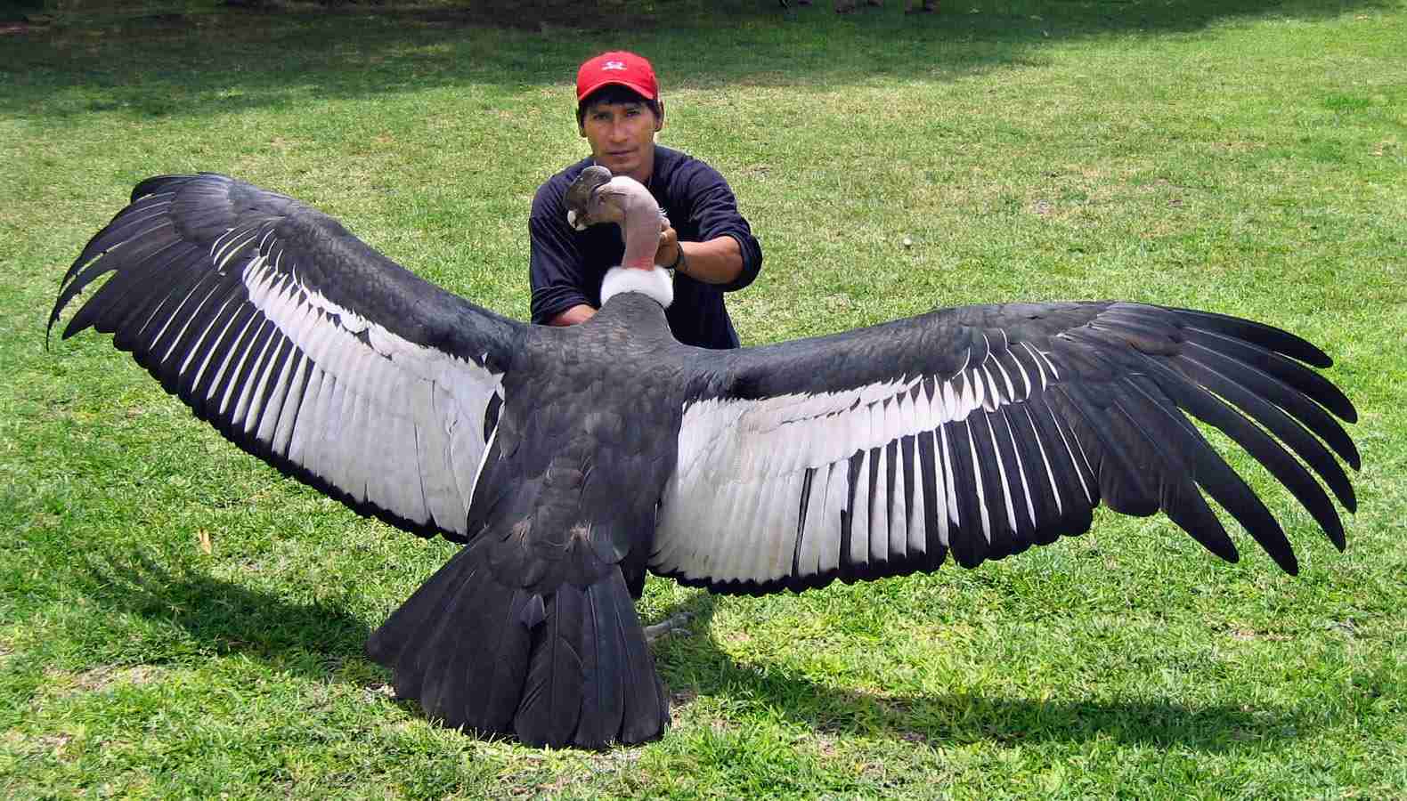 巨大生物の画像を貼っていくトピ